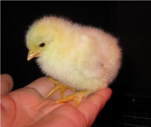 A rare Wheaten Marans chick hatched from an egg shipped from British Columbia to Ontario. She had 8 siblings from a dozen mailed fertilised eggs!