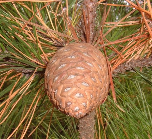 Canary Pine cone. Photo by Steve Andrews