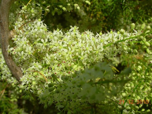Green benefits of Ayurvedic herb Shatavari