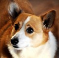 Pembroke Welsh Corgi Dog Breed Facts and Interesting Information