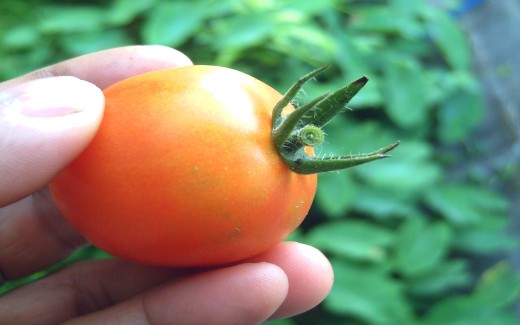 The World is a Tomato (Photo by Travel Man)
