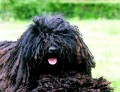 Hungarian Puli Dog Breed Facts and Puli Dog Breed Interesting Information