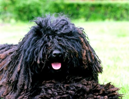 puli dog - dreadlocks dog - black puli - mop dog
