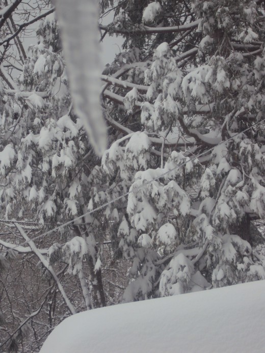 View of an icicle with a snow encrusted cedar tree.