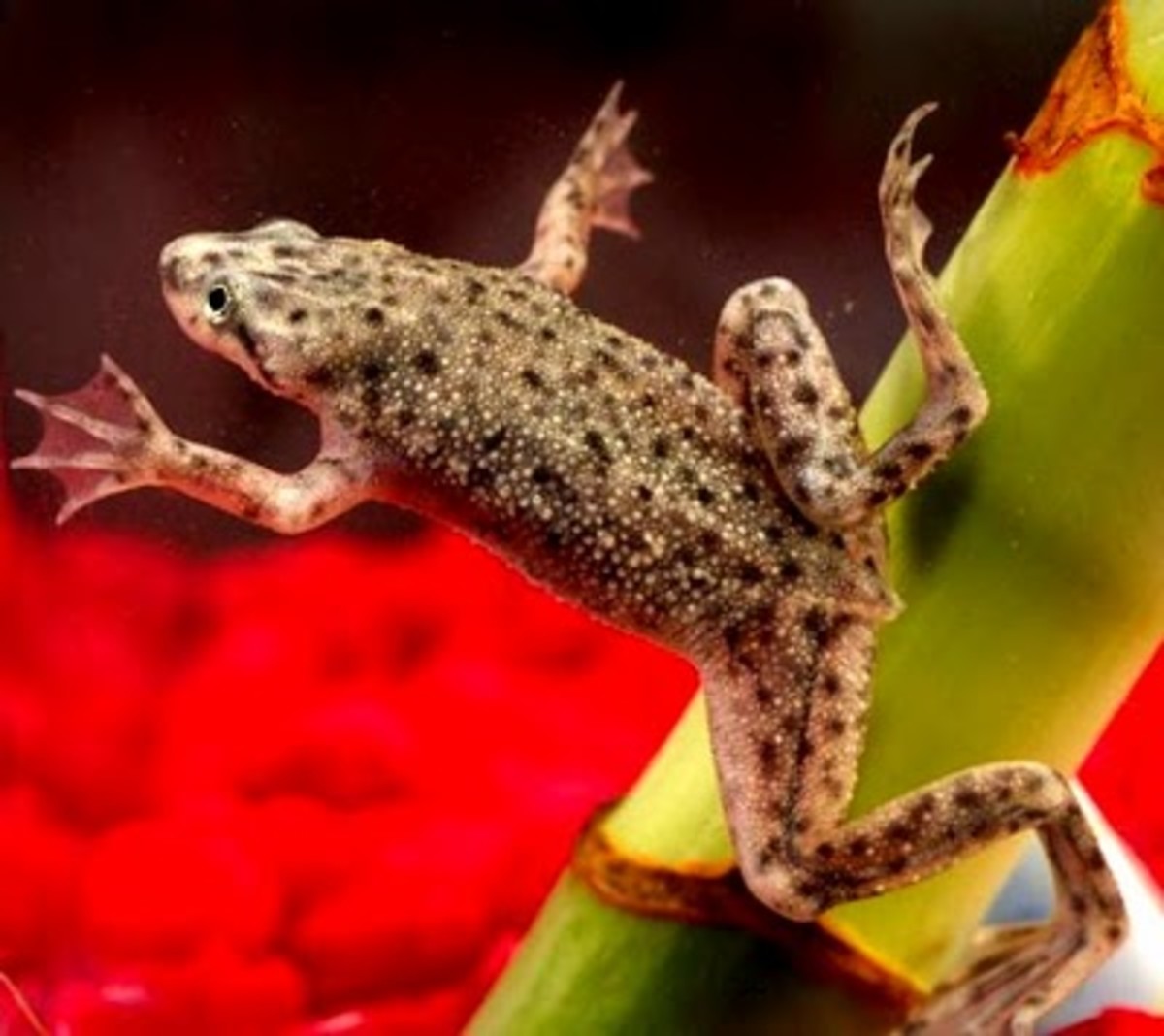 What do African dwarf frogs eat?
