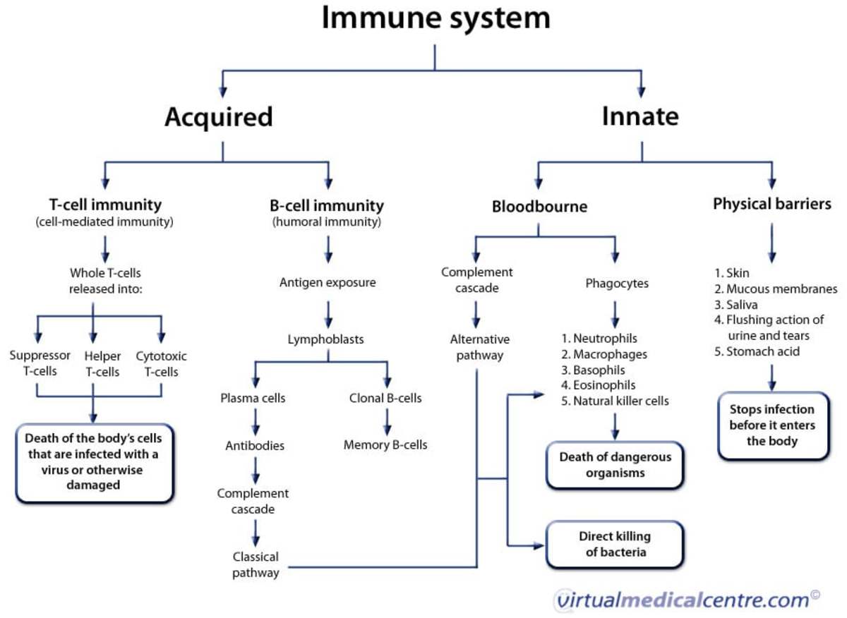 Ways to Toughen Up Our Immune System | hubpages