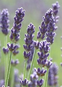 Lavender oil is great for all skin types.