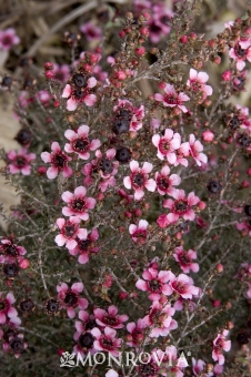 Tea tree oil is recommended for acne prone skin.
