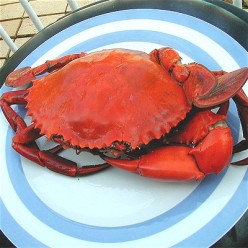 http://s4.hubimg.com/u/4972163_f248.jpg