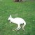 unusual White kangaroo
