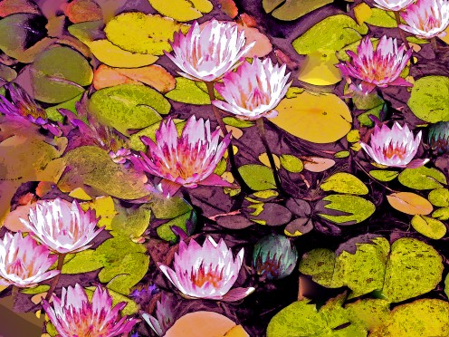 vV Lillies 2