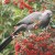 Grey lourie Grey lourie