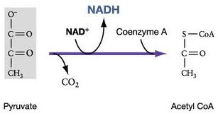 The oxidation of pyruvate