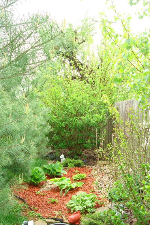 Hosta Garden located in my secret garden