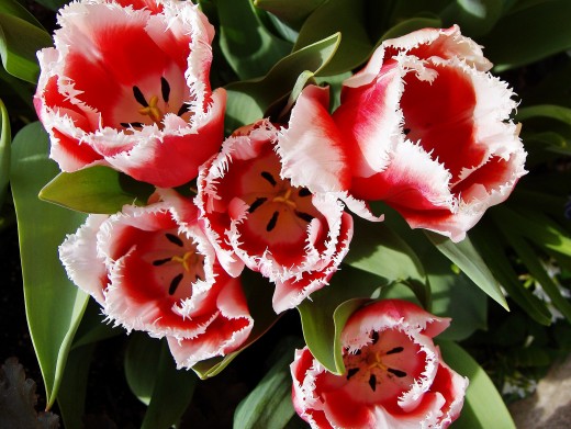 RED AND WHITE TULIPS - FREDERIK MEIJER GARDENS