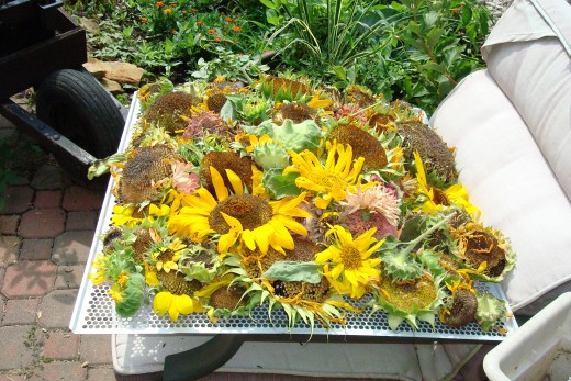 Saving seed from flowers to use the next year.