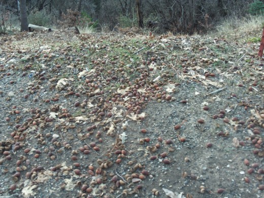 Acorns on the ground in December.