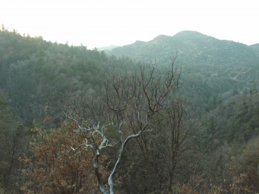 Bushes seen on a walk in the San Bernardino Mountains.