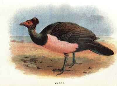 Antique lithograph Print of "MALEO (Celebes, Sanghir Islands, Indonesia)" published in 1896 for "Lloyd's Natural History of Game Birds" by W.R.Ogilvie-Grant.