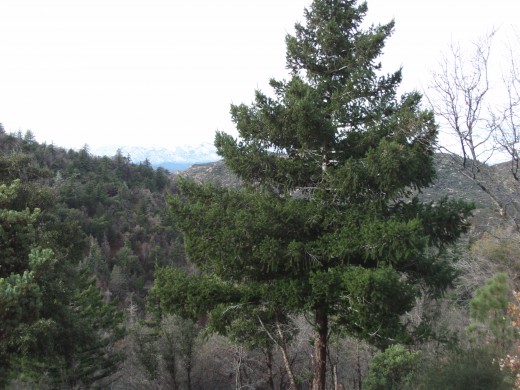 Pine trees abound in the San Bernardino Mountains.