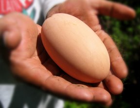 Maleo egg
