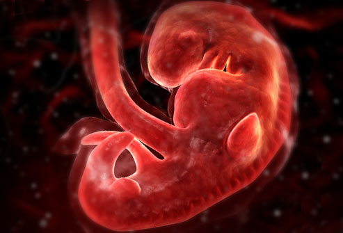 This is the baby at 4 weeks gestation