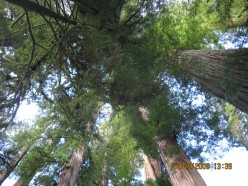 Portland Oregon Redwood  Forest Excursion  | Seeking Sasquach in Sequoias | Giant California Redwoods