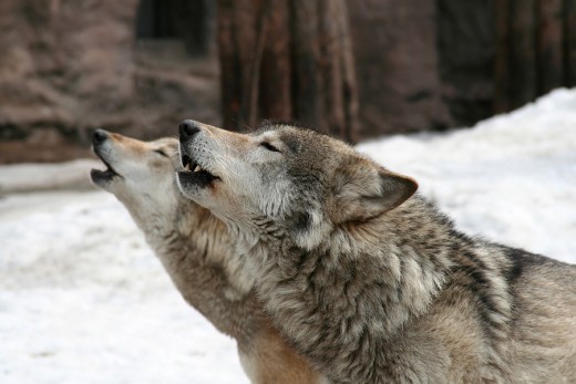 Wolves, and other wild animals, can be carriers of the rabies virus