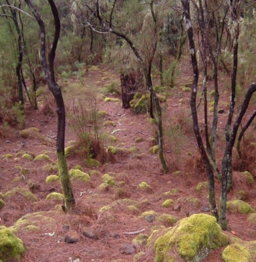 Woods at La Caldera