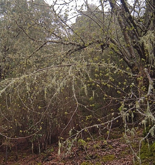 Trees with hanging lichen at La Caldera
