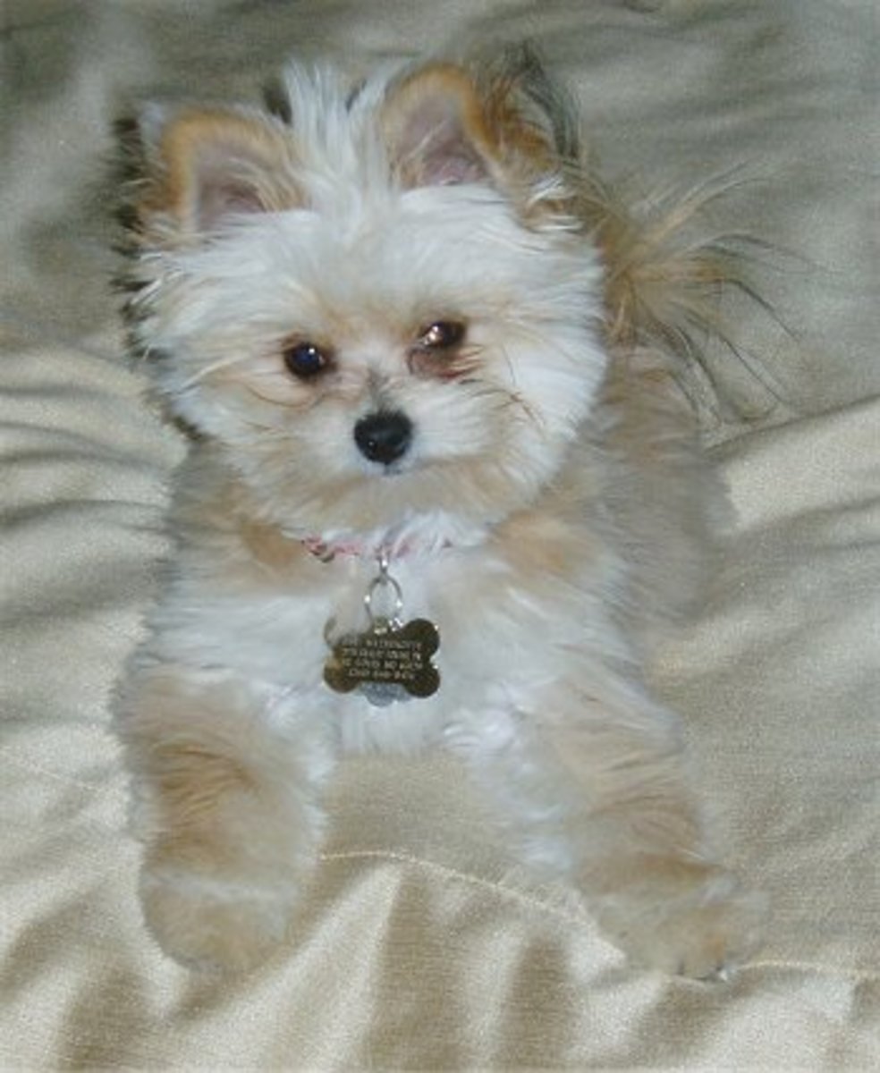 Yorktese, Malkie, or Morkie... An Adorable Combination of Yorkies and ...
 Maltese Yorkie Mix Adult