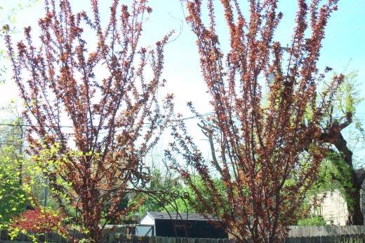 Add color and interest to your backyard while adding privacy by planting trees.These are Newport  Plums