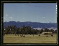 Western Short Story - Shorty Wilson