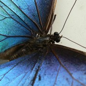 BluButterfly695 profile image