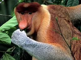 Plato the Proboscis monkey