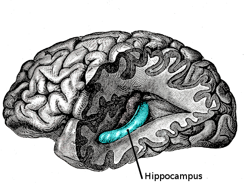The hippocampus is important to memory and shrinks in later adulthood if aeorbic exercise is not used regularly.