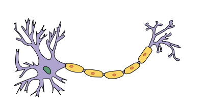 Cell body to the left with attached dendrites. The yellow length is the myelinenated axon, ending in axon terminals to the far right. Cell body to the left with attached dendrites. The yellow length is the myelinenated axon, ending in axon terminals to the far right.