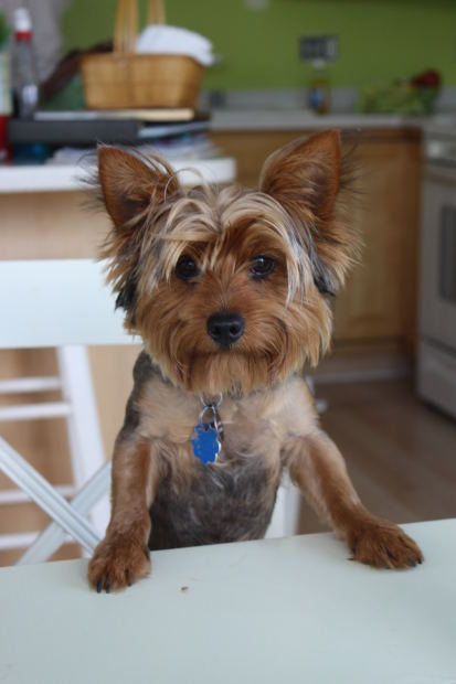 The Yorkshire Terrier dog