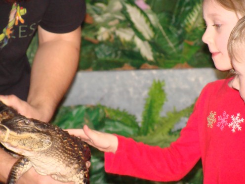 "Petting" a crocodile.