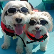 love2dogs profile image