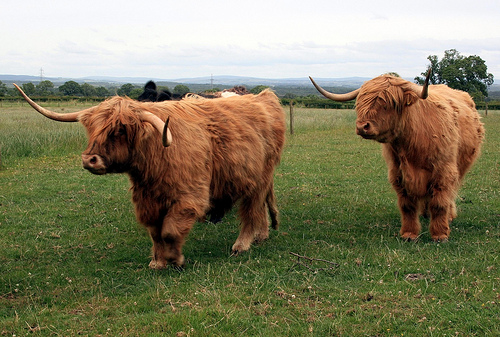 Highland cattle at Gretna Green.