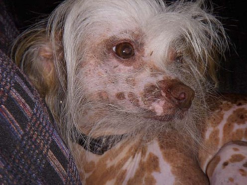 Chinese Crested have been considered one of the Weirdest looking dogs around. This is "Rocco" my sister-in-law Jennifers little darling! Isn't he handsome?