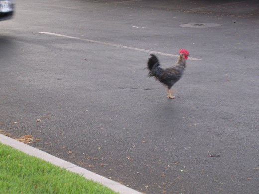 Chicken crossing the road.