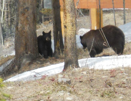 Mama and Baby Bear by a neighbor's deck.
