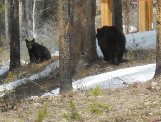 Jr. is getting pretty big.  This will be his last spring with Mama.