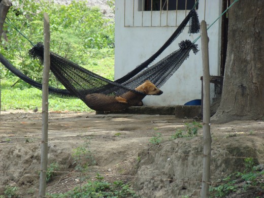 How did this dog get into this hammock?
