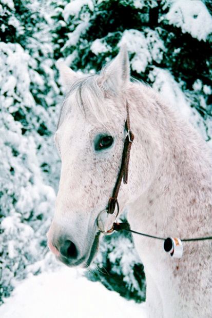 white horse in snow