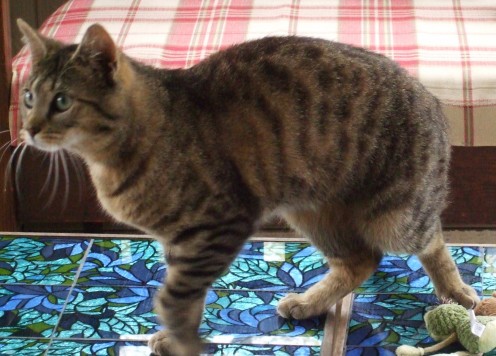 Skeeter, our rescue cat