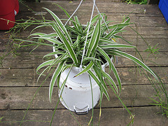 spider plant courtesy madaise/flickr