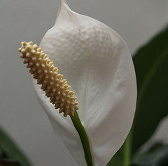 courtesy flickr/paprutzi